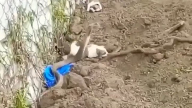 这狗为了自己的孩子也是拼了