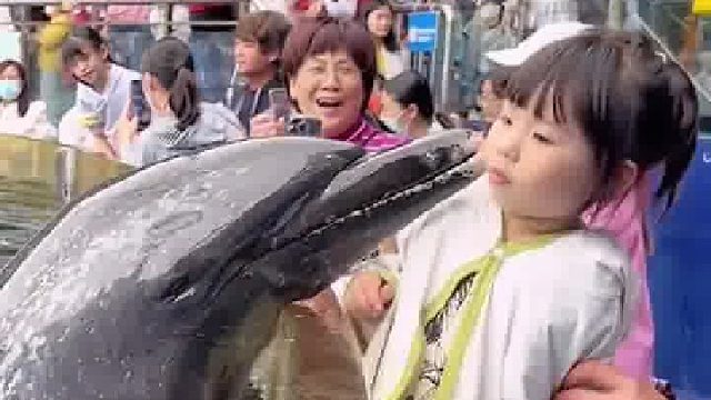 这怎么跟我心心念念的亲海豚，不一样哇