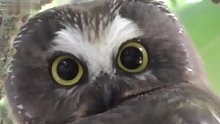 猫头鹰的眼睛无法转动，需要转动脑袋来观察