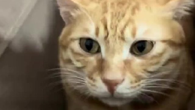 猫：你能保证我以后也不咬你？