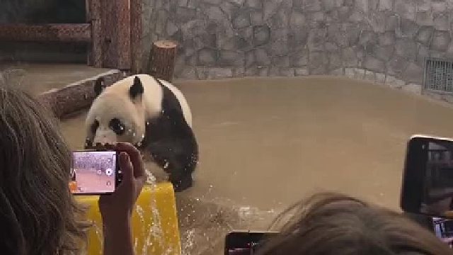 大熊猫如意！真的超可爱！