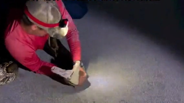 美国男子捕获近6米长巨蟒 缠斗画面曝光：蟒蛇张口猛扑被紧紧掐住