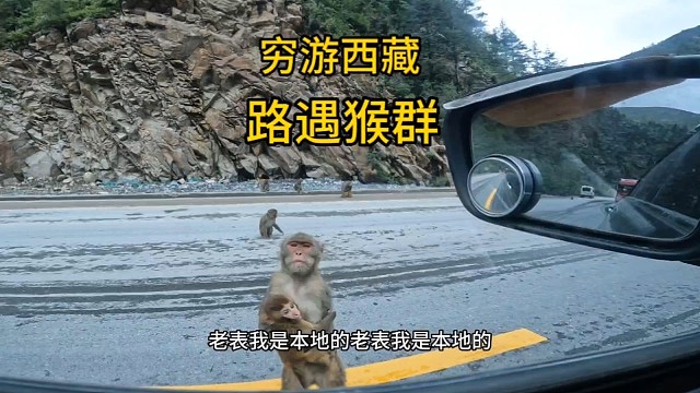 穷游西藏，路遇猴哥，第一次见到猴子