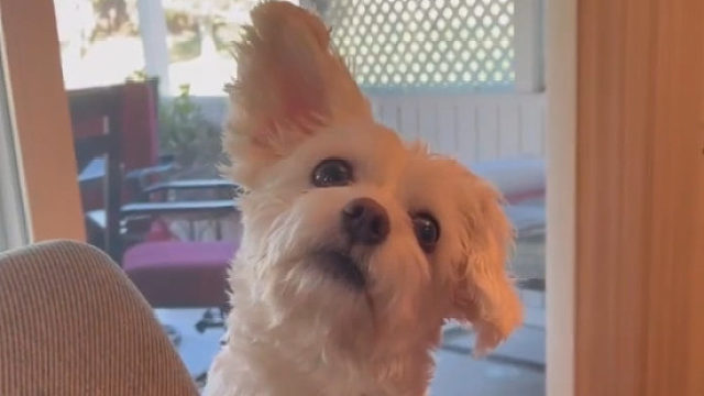 乖宝宝竖耳朵起来太可爱啦