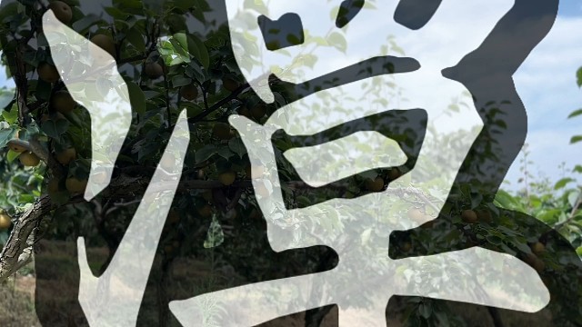 为梨而来，不老潭梨园