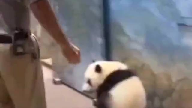 明明是一样大的年龄，奇迹却和福宝相差了一百多斤