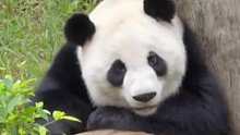 大熊猫绩美展示“一秒入睡”绝技！网友：是我羡慕不来的入睡速度