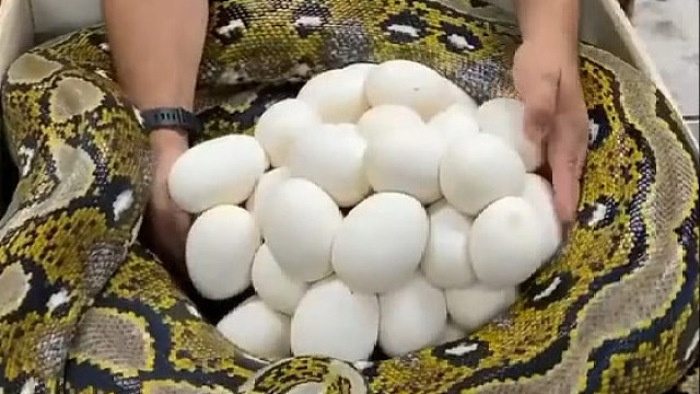 哇塞，这么多的蛇蛋呀，第一眼还以为是馒头