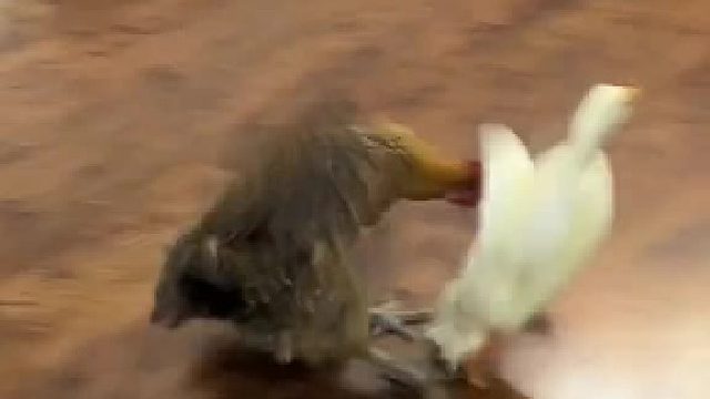 胜男：日行一善！