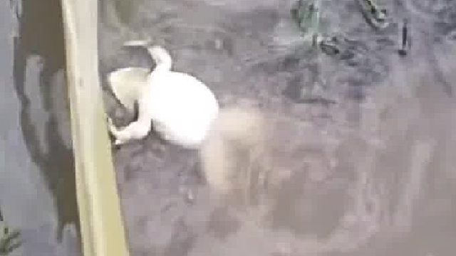 它好像没有烦恼哎