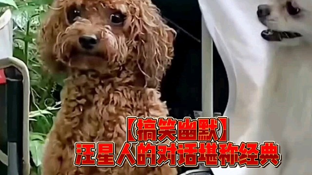 【搞笑幽默】汪星人的对话堪称经典