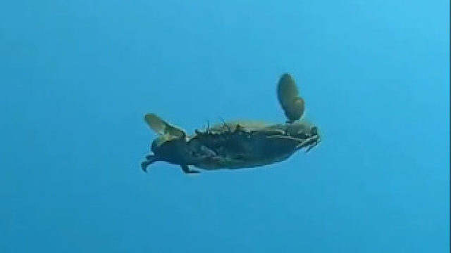 小螃蟹水里游泳的姿势好逗