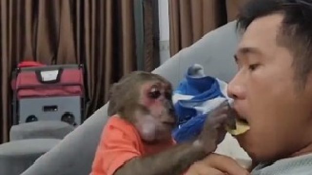 干活儿好利索，培养猴子当保姆，比机器人灵活