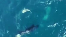 虎鲸袭击公牛鲨