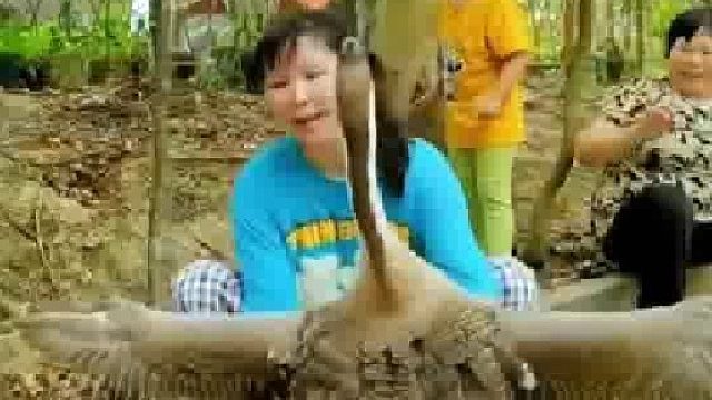 会撒娇的鹅宝宝