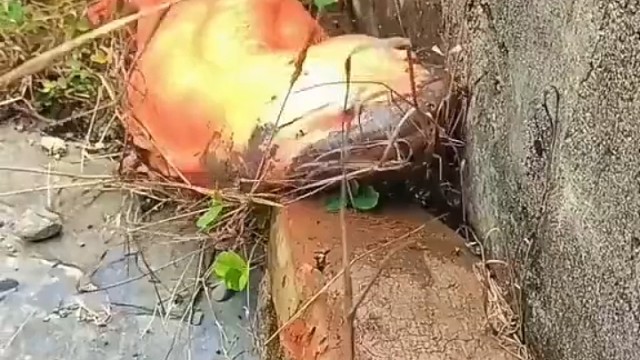 金色娃娃鱼为什么总想往岸上爬？？