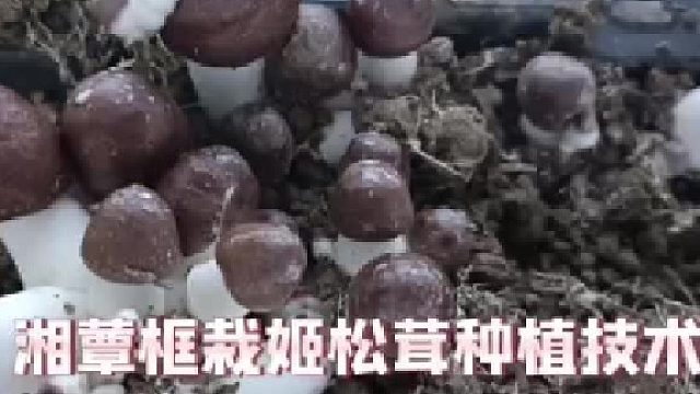 湘蕈框栽姬松茸种植技术