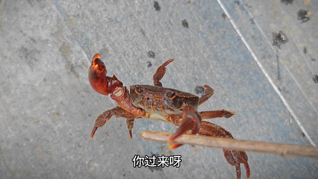 螃蟹也有戏