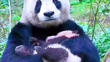 原来大熊猫妈妈带娃和人是一样一样滴