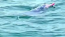 游客偶遇粉红色的海豚，惊喜不已