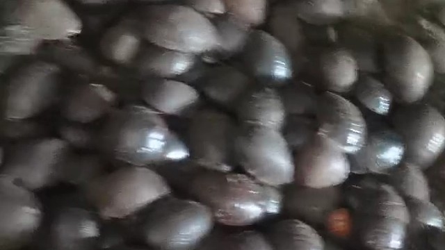 我是养虫的小姐姐