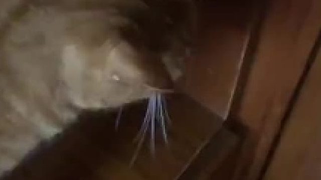 如何教会小猫咪开圆把手的门