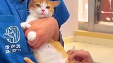 可爱的猫咪打针，最后一激灵笑翻主人