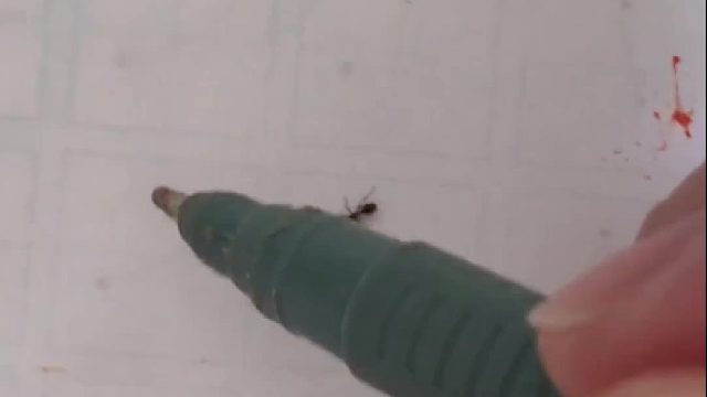 一只蚂蚁可以傻到这种程度