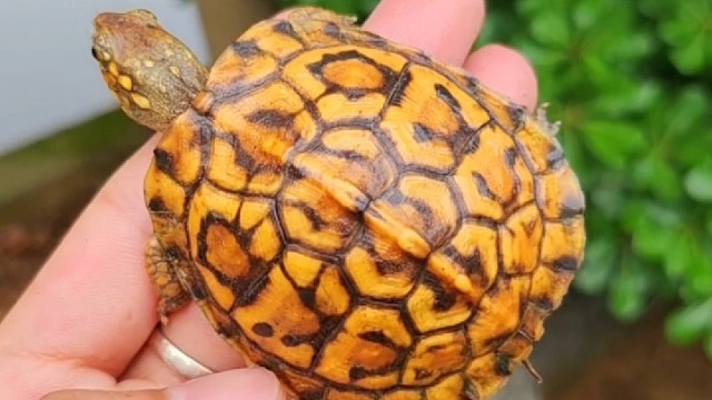 玩游戏，不如玩箱龟