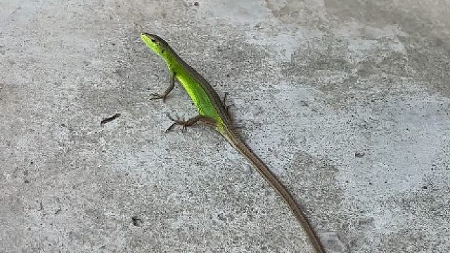 家里跑来不认识的蜥蜴