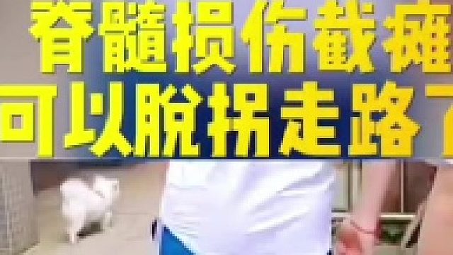 脊髓损伤可以走路了吗