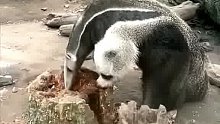 哇塞，还是第一次见这么大的食蚁兽呀，这一天得吃多少蚂蚁？