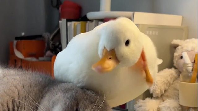 小时候的好养活看到现在的好养活