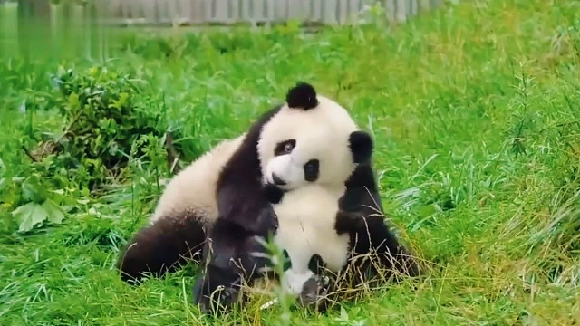 小团子们的快乐时光