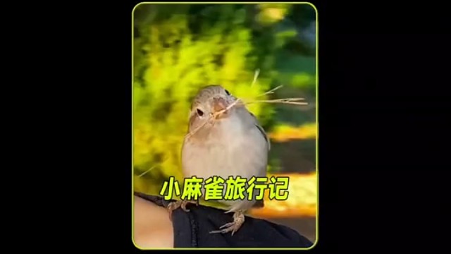 动物与人的情感