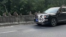 路遇私家车被猴群困在原地，“来时好好的，回不去了