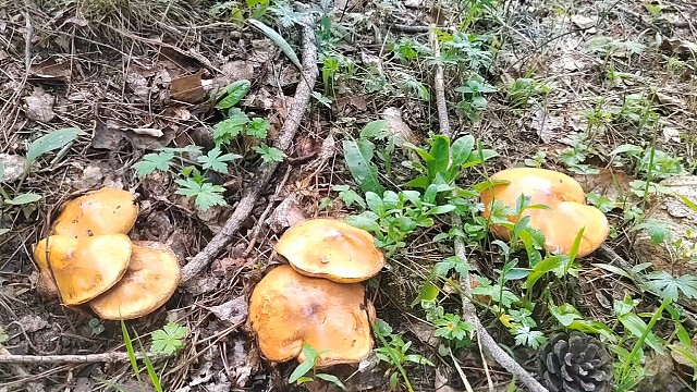 上山采蘑菇去喽