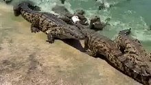 好多的鳄鱼