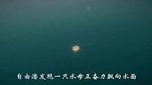 水母的触须好吃吗
#三亚  #自由潜  #Fundive  #水下摄影  #海底世界 #海洋生物 

