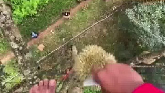 第一视角看摘榴莲