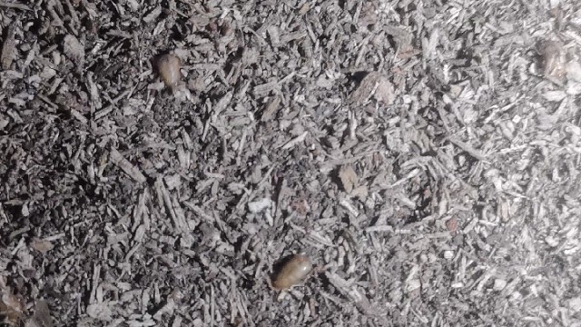 东北土鳖虫养殖基地