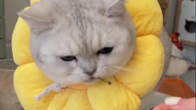 哈哈哈哈哈哈把它气哭了