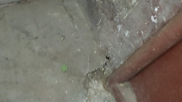 打完游戏看看蜘蛛抓虫子