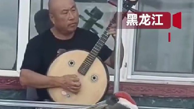 男子在院内抚琴，吸引丹顶鹤在一旁静静欣赏。网友：高山流水觅知音