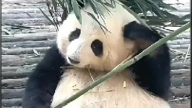 花花：爷爷，你不讲武德，竟然笑那么灿烂