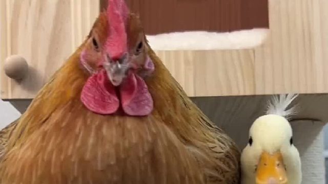 每次都想装作很坚强