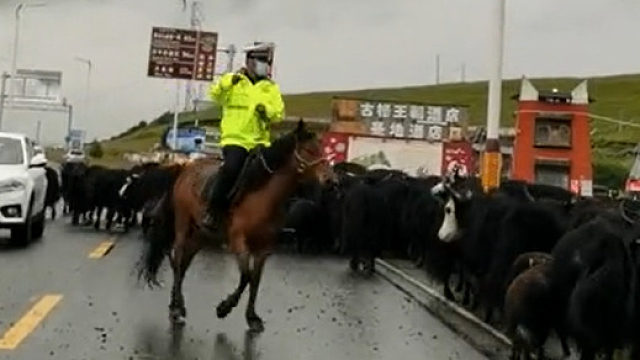 途径草原，偶遇最帅交警