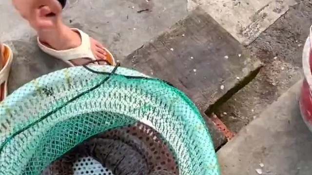 海鳗生性凶猛，咬合力惊人，遇到了不要用手抓它