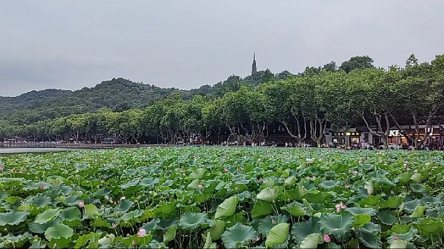 西湖莲花
