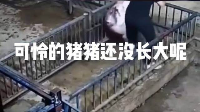 可怜的猪猪还没长大呢
